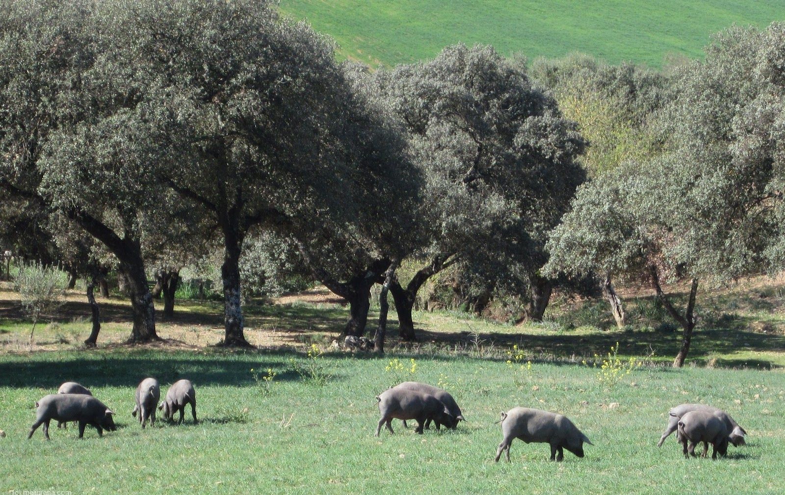 Alojamiento Rural Casa Jazmín