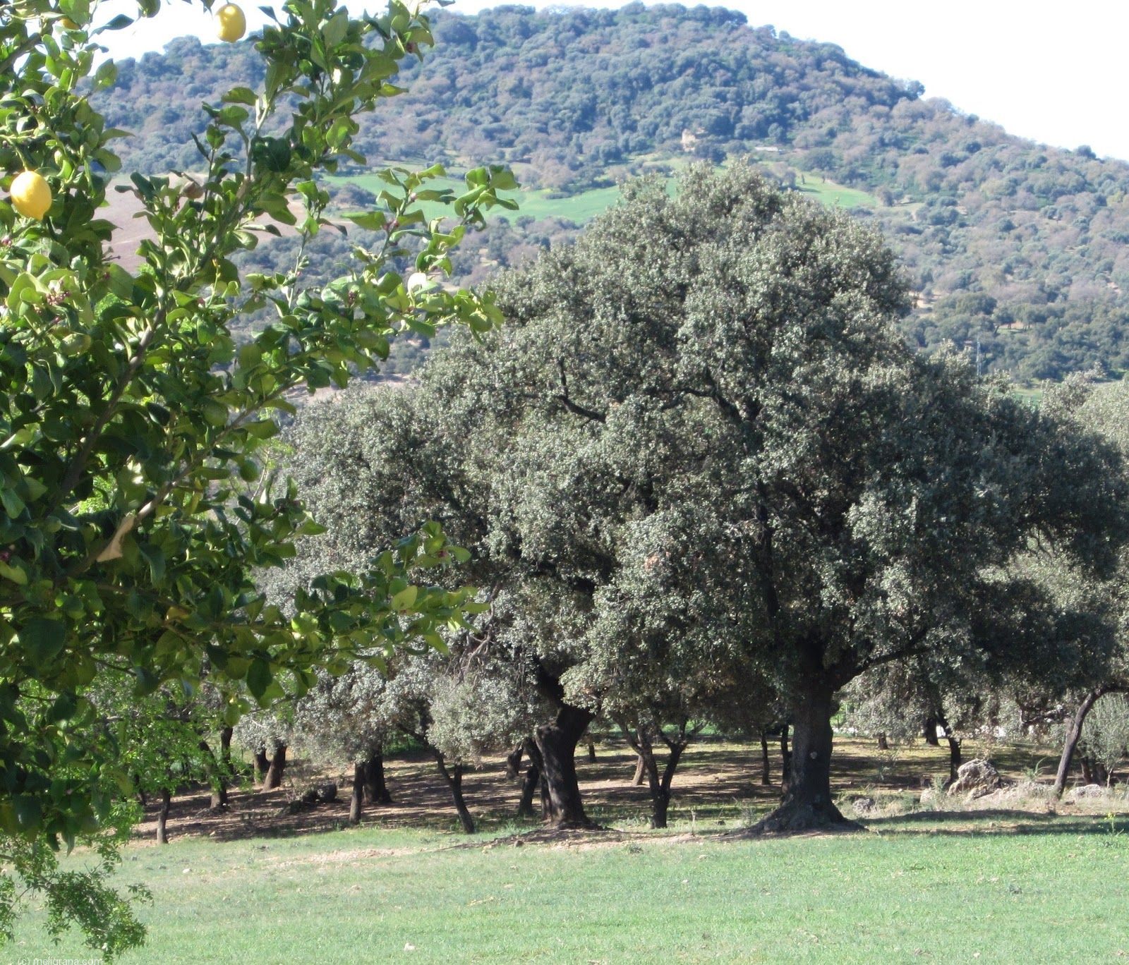 Alojamiento Rural Casa Jazmín