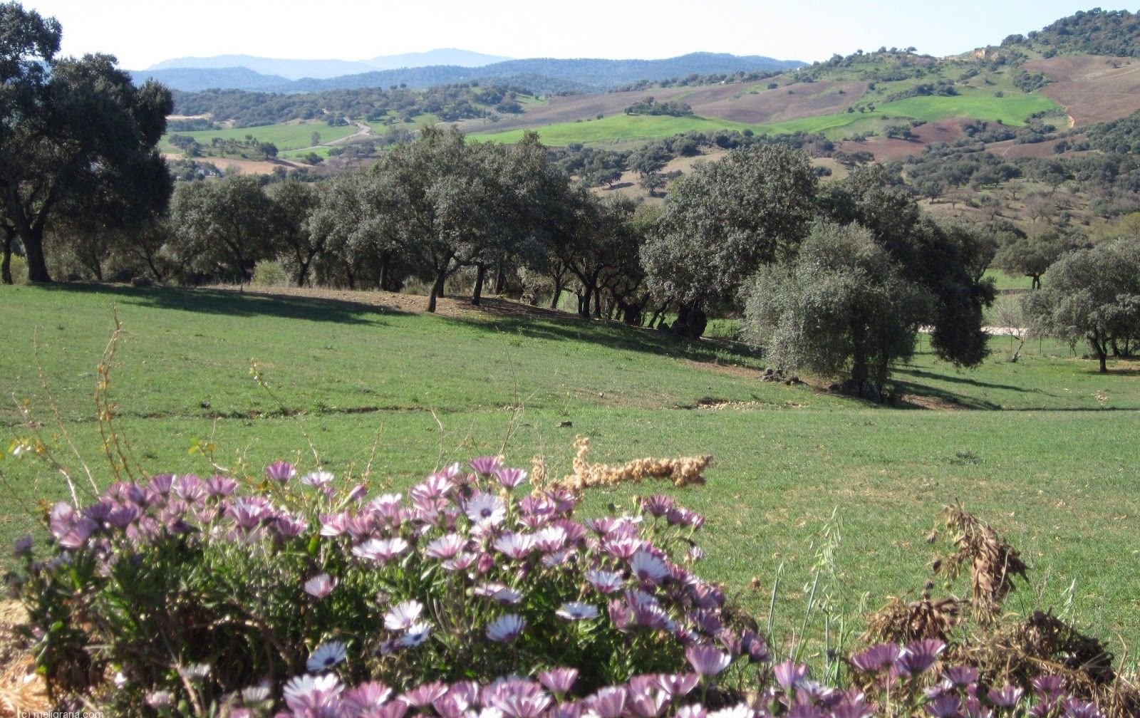 Alojamiento Rural Casa Jazmín