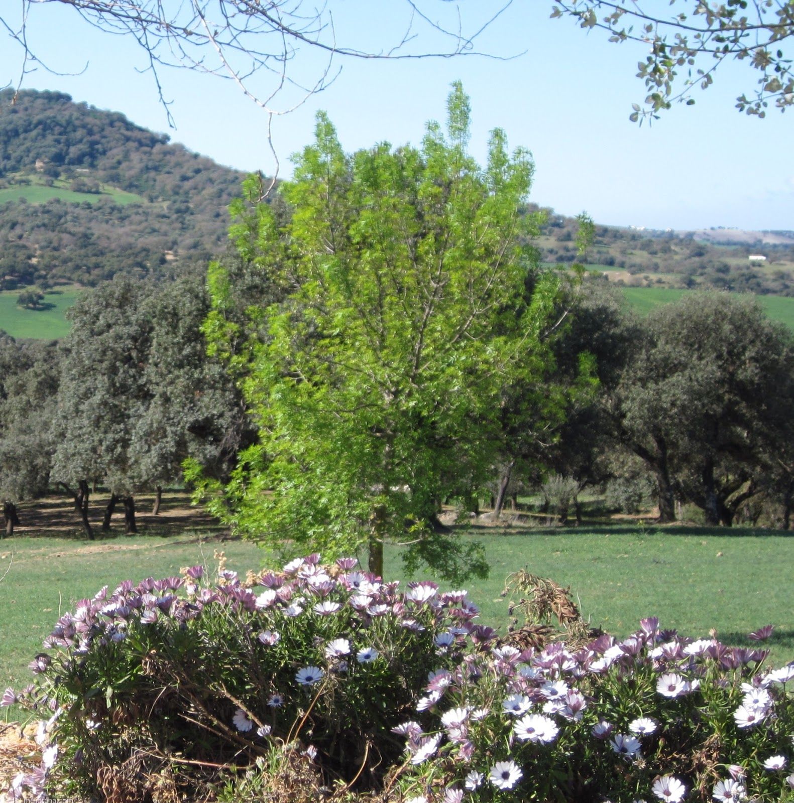 Alojamiento Rural Casa Jazmín